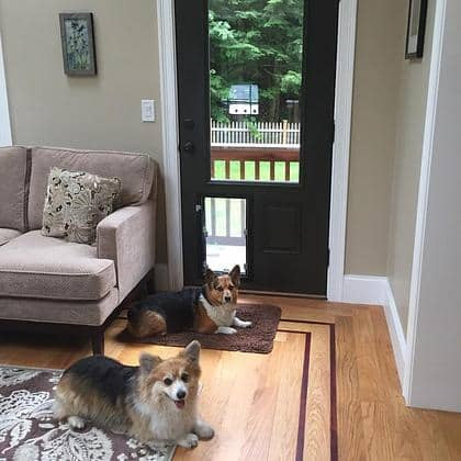 Two dogs looking out through a sealed Hale pet door built into an exterior door